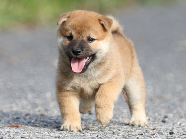 FP5A3883-puupy-shibainu FP5A3883-puupy-shibainu