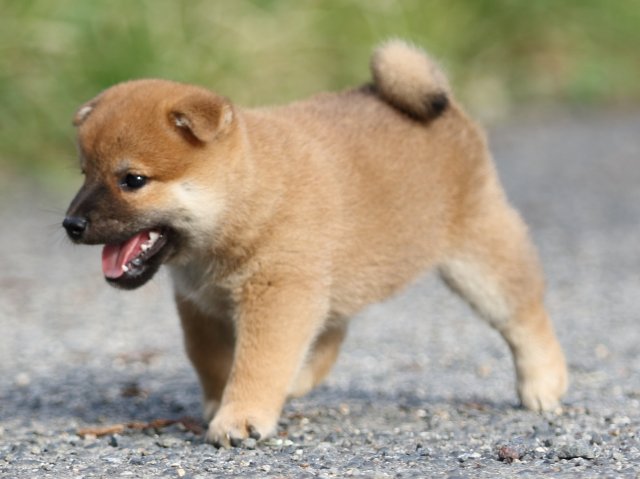 FP5A3890-puupy-shibainu FP5A3890-puupy-shibainu
