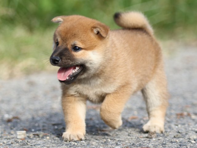 FP5A3901-puupy-shibainu FP5A3901-puupy-shibainu