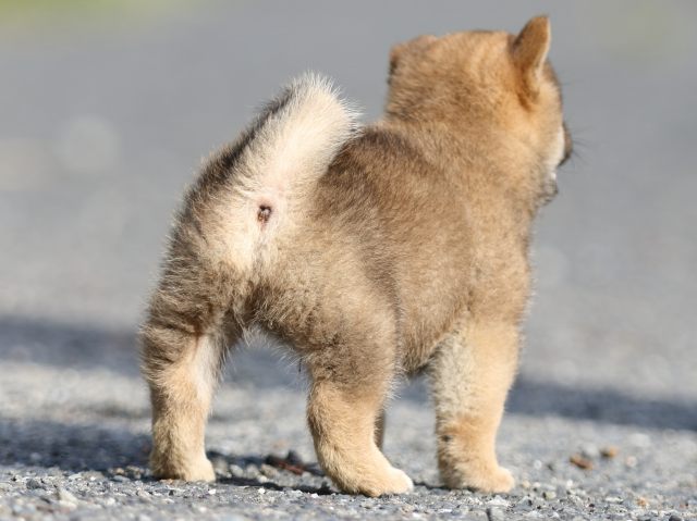 FP5A3921-puupy-shibainu FP5A3921-puupy-shibainu