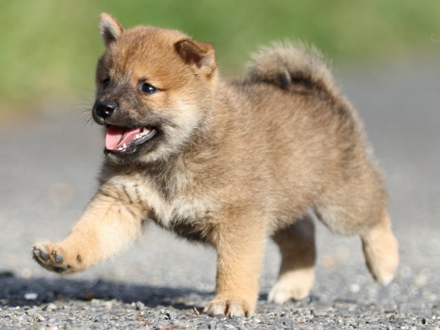 FP5A3923-puupy-shibainu FP5A3923-puupy-shibainu