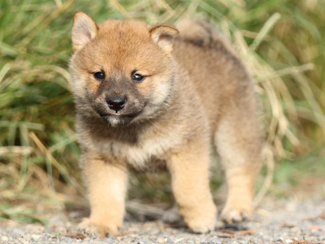 FP5A3961-puupy-shibainu FP5A3961-puupy-shibainu