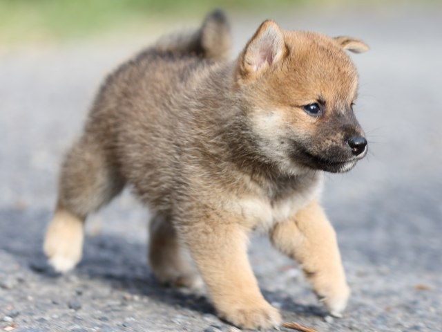 FP5A3970-puupy-shibainu FP5A3970-puupy-shibainu