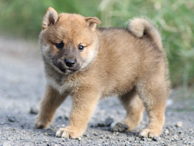 FP5A3974-puupy-shibainu FP5A3974-puupy-shibainu