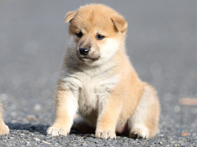 FP5A4097-puupy-shibainu FP5A4097-puupy-shibainu