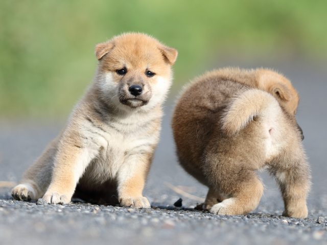 FP5A4116-puupy-shibainu FP5A4116-puupy-shibainu