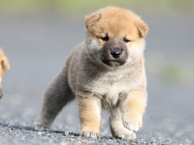 FP5A4119-puupy-shibainu FP5A4119-puupy-shibainu