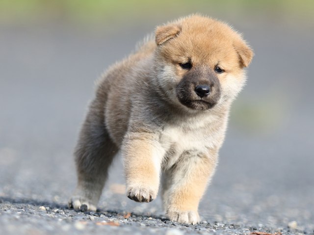 FP5A4123-puupy-shibainu FP5A4123-puupy-shibainu