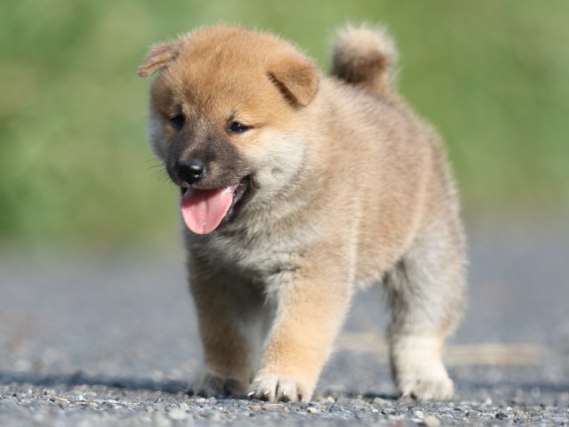 FP5A4153-puupy-shibainu FP5A4153-puupy-shibainu