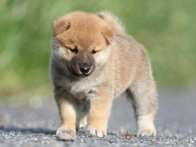 FP5A4158-puupy-shibainu FP5A4158-puupy-shibainu