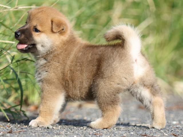 FP5A4168-puupy-shibainu FP5A4168-puupy-shibainu