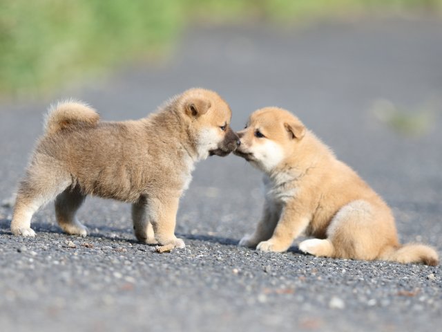 FP5A4175-puupy-shibainu FP5A4175-puupy-shibainu