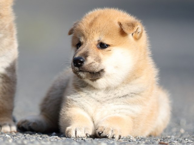 FP5A4210-puupy-shibainu FP5A4210-puupy-shibainu