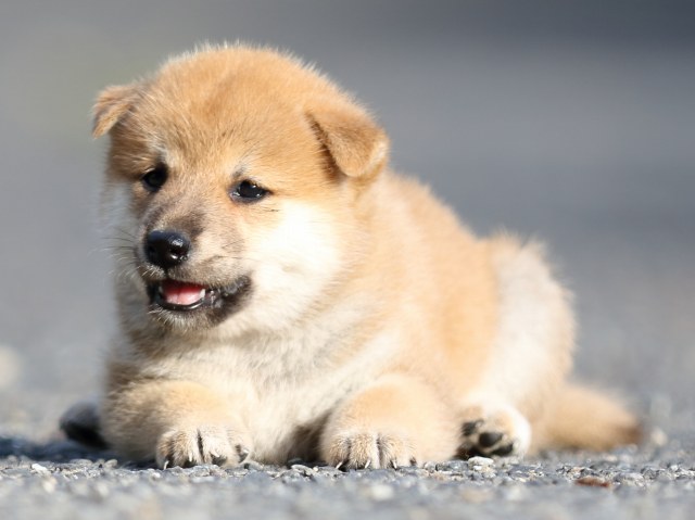 FP5A4223-puupy-shibainu FP5A4223-puupy-shibainu