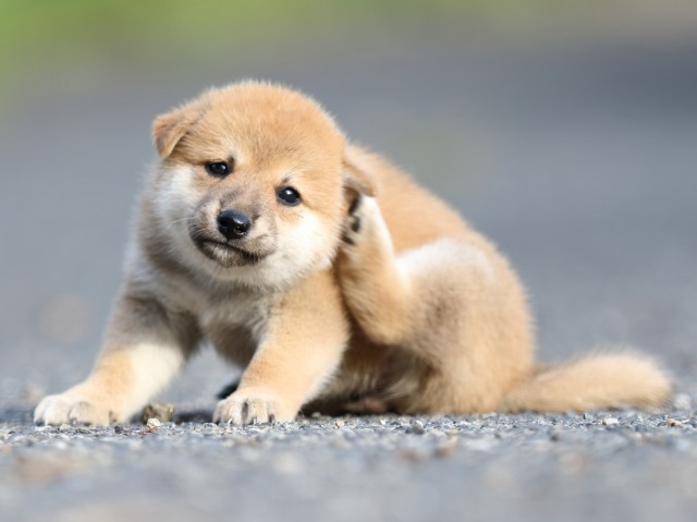 FP5A4242-puupy-shibainu FP5A4242-puupy-shibainu
