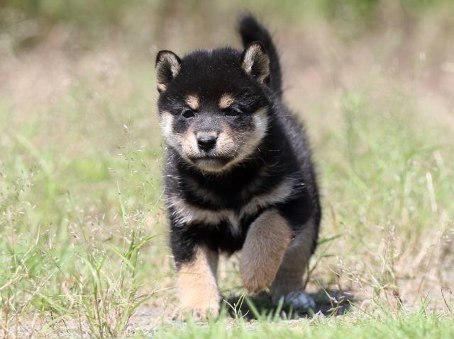 FP5A4878-puupy-shibainu FP5A4878-puupy-shibainu