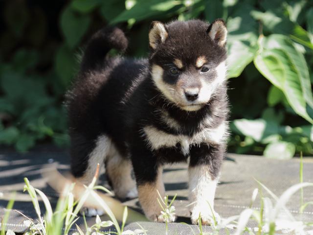 FP5A4903-puupy-shibainu FP5A4903-puupy-shibainu