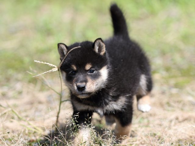 FP5A4911-puupy-shibainu FP5A4911-puupy-shibainu