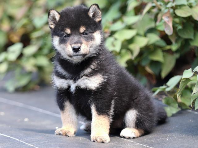 FP5A4959-puupy-shibainu FP5A4959-puupy-shibainu