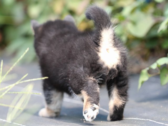 FP5A4966-puupy-shibainu FP5A4966-puupy-shibainu