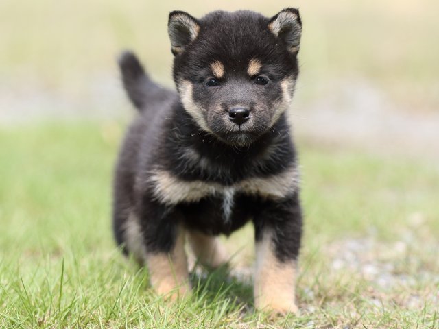 FP5A5016-puupy-shibainu FP5A5016-puupy-shibainu