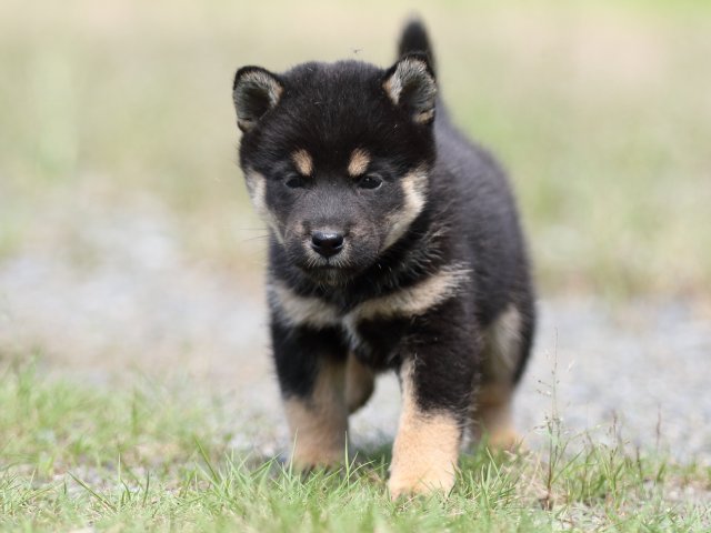 FP5A5047-puupy-shibainu FP5A5047-puupy-shibainu