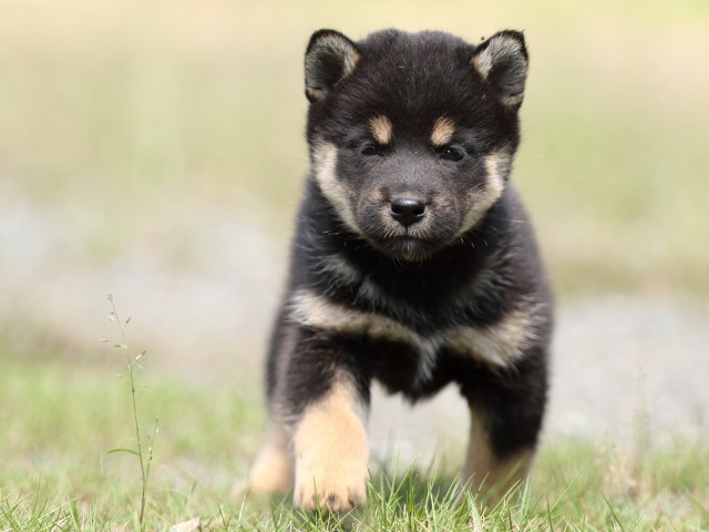 FP5A5057-puupy-shibainu FP5A5057-puupy-shibainu