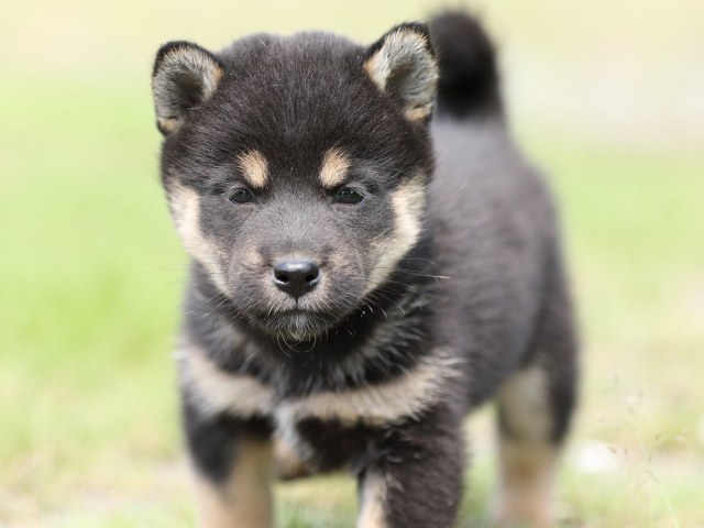 FP5A5083-puupy-shibainu FP5A5083-puupy-shibainu