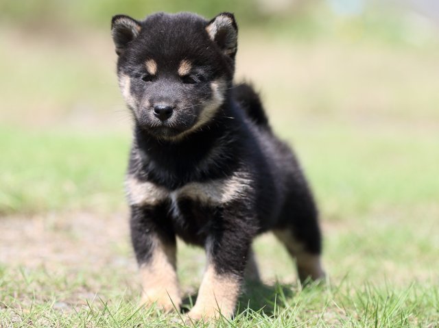 FP5A5172-puupy-shibainu FP5A5172-puupy-shibainu