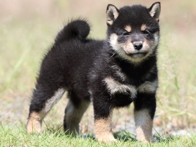FP5A5296-puupy-shibainu FP5A5296-puupy-shibainu