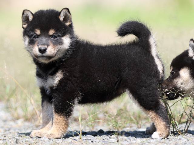 FP5A5304-puupy-shibainu FP5A5304-puupy-shibainu