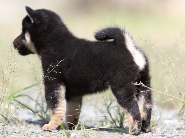 FP5A5327-puupy-shibainu FP5A5327-puupy-shibainu