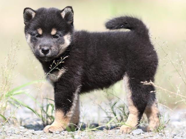 FP5A5334-puupy-shibainu FP5A5334-puupy-shibainu