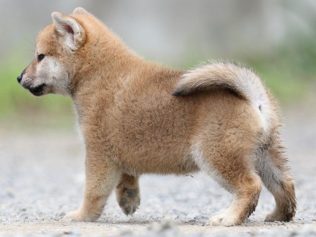 FP5A5369-puupy-shibainu FP5A5369-puupy-shibainu