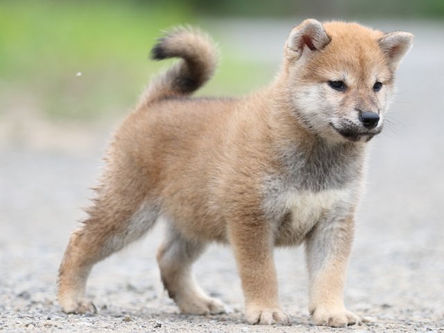 FP5A5384-puupy-shibainu FP5A5384-puupy-shibainu