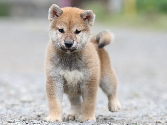 FP5A5427-puupy-shibainu FP5A5427-puupy-shibainu