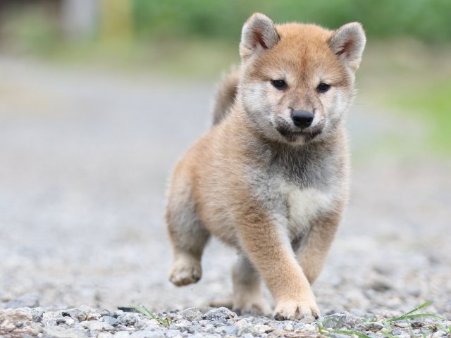 FP5A5448-puupy-shibainu FP5A5448-puupy-shibainu