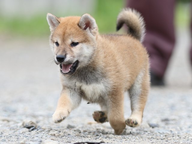 FP5A5482-puupy-shibainu FP5A5482-puupy-shibainu