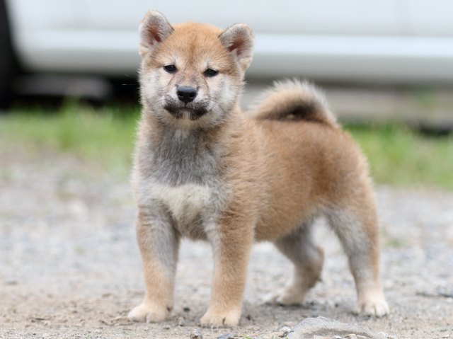 FP5A5521-puupy-shibainu FP5A5521-puupy-shibainu