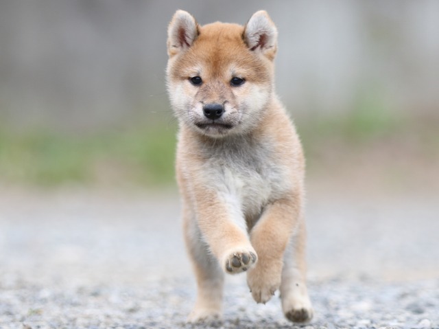FP5A5551-puupy-shibainu FP5A5551-puupy-shibainu