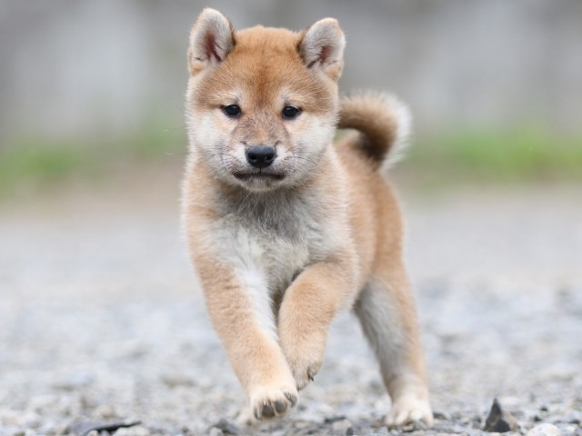 FP5A5558-puupy-shibainu FP5A5558-puupy-shibainu