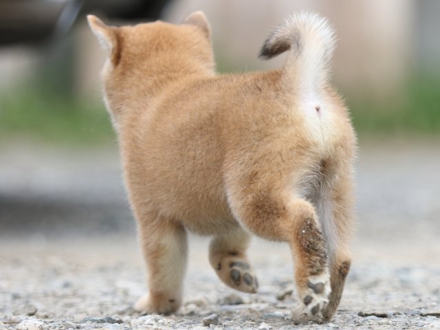 FP5A5563-puupy-shibainu FP5A5563-puupy-shibainu
