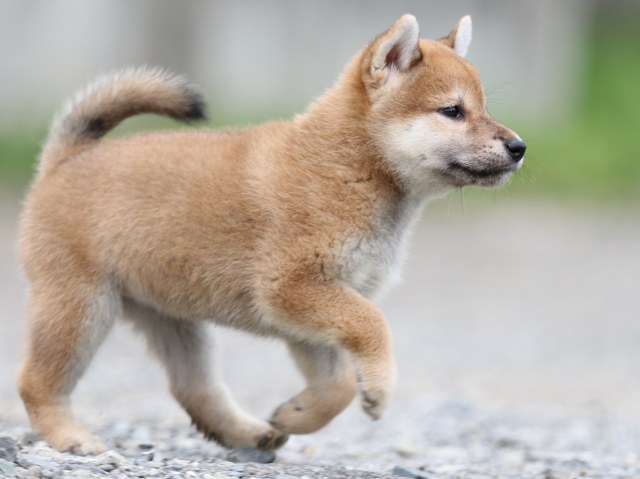 FP5A5567-puupy-shibainu FP5A5567-puupy-shibainu