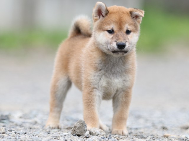FP5A5622-puupy-shibainu FP5A5622-puupy-shibainu