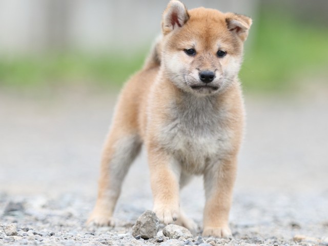 FP5A5626-puupy-shibainu FP5A5626-puupy-shibainu