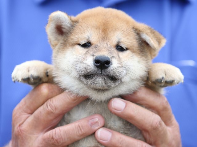 FP5A5633-puupy-shibainu FP5A5633-puupy-shibainu