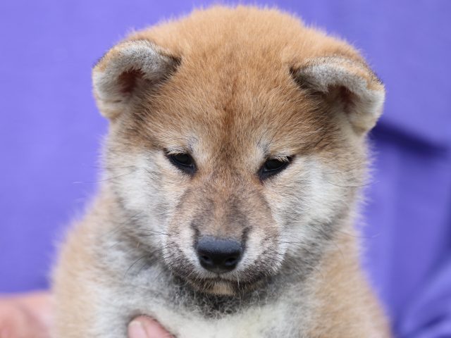 FP5A5655-puupy-shibainu FP5A5655-puupy-shibainu