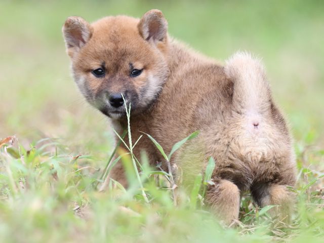 FP5A5954-puupy-shibainu FP5A5954-puupy-shibainu
