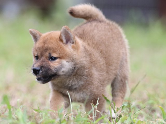 FP5A5973-puupy-shibainu FP5A5973-puupy-shibainu