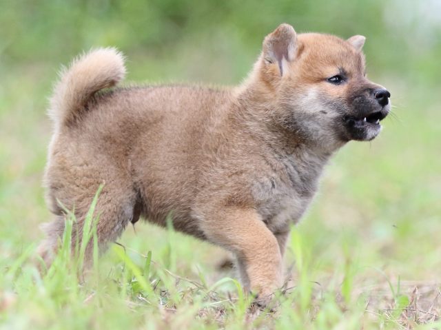FP5A6005-puupy-shibainu FP5A6005-puupy-shibainu